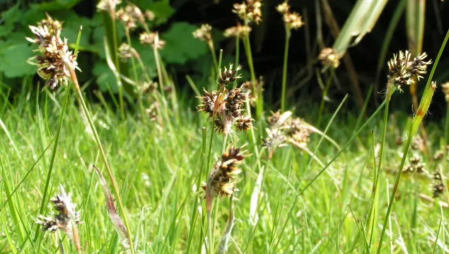 Field Wood-rush