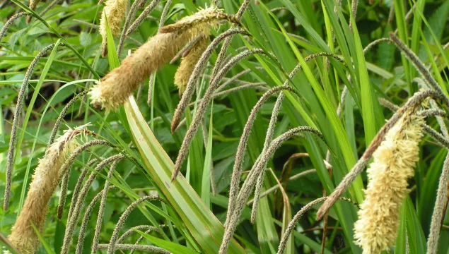 Pendulous Sedge