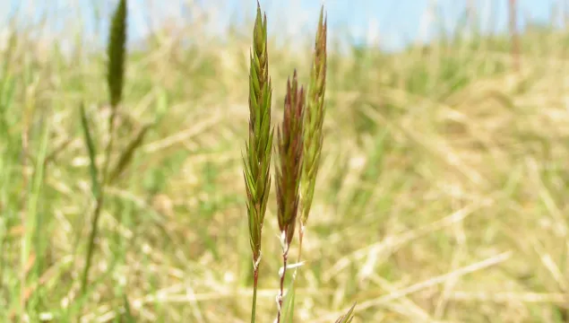 Sweet Vernal-grass