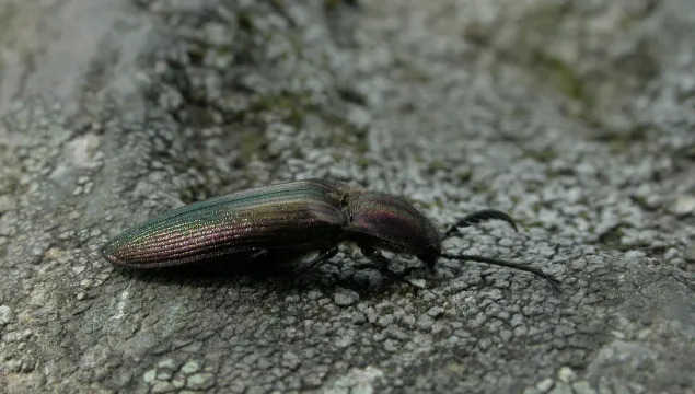 Coppery Click Beetle