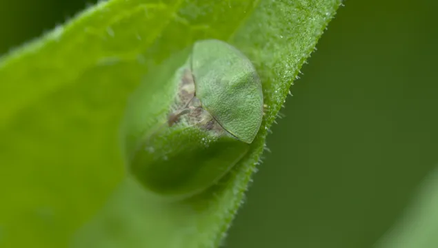 Green Tortoise Beetle