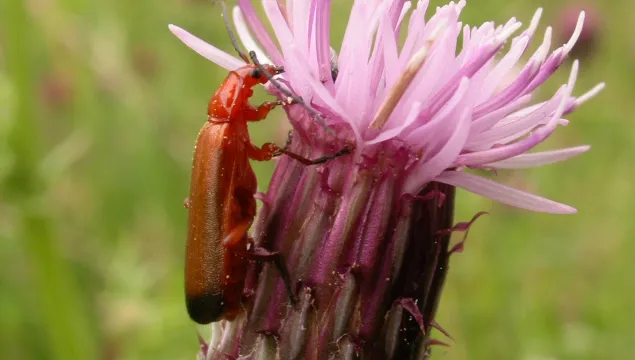 Common Red Soldier Beetle