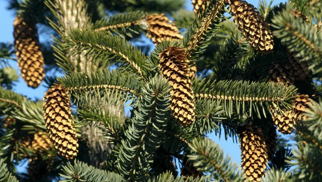 Sitka Spruce