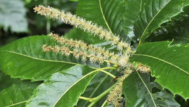 Sweet Chestnut