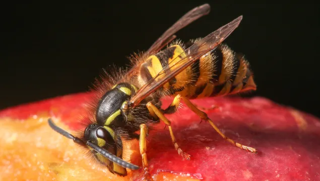 Common Wasp