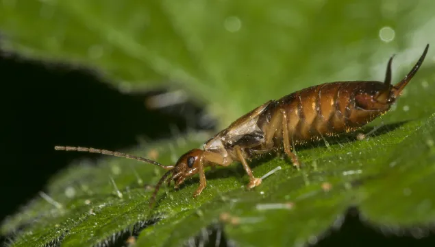 Common Earwig