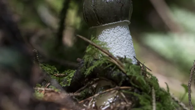 Stinkhorn fungus