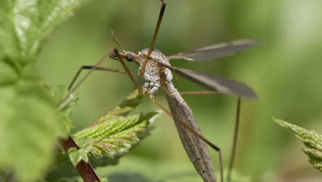 Crane fly (Tipula luna)