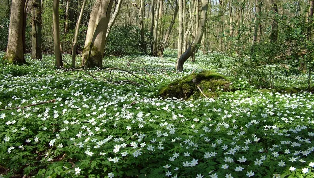 A woodland floor carpeted with wood anemones.