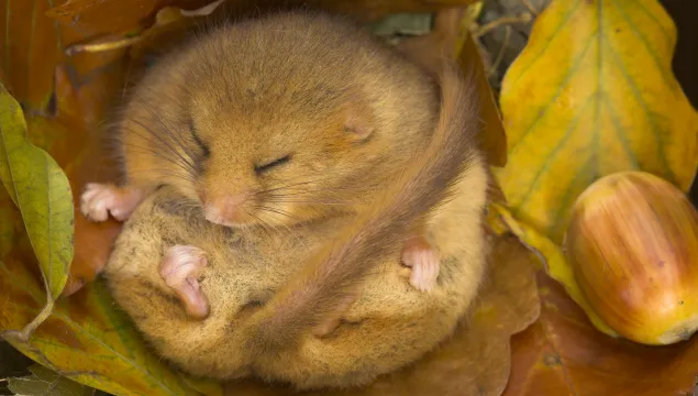 Dormouse curled up amongst autumn leaves and acorns.