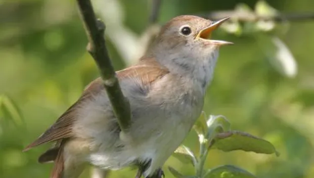A nightingale on a branch singing.