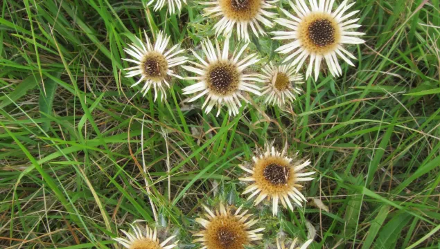 Photo of carline thistle (J Shorter)