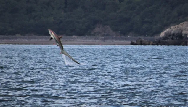 Thresher shark leaping from the water