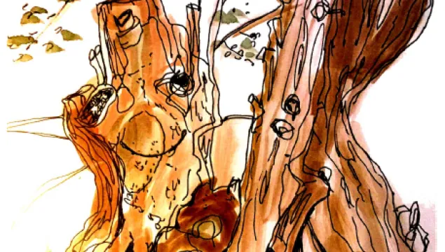 The Ash Tree's Story