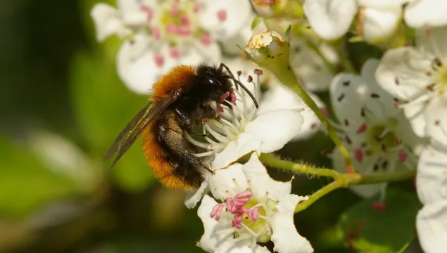 tawny mining bee