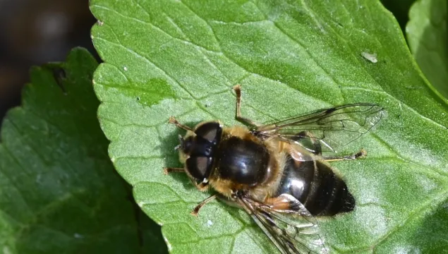 drone fly