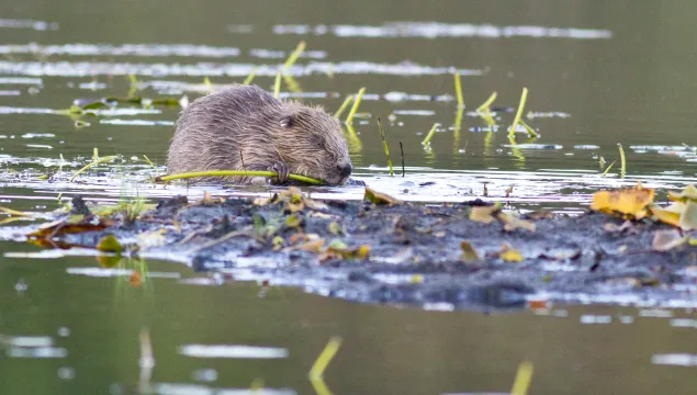 Scottish Wildlife Trust beaver ©Steve Gardner