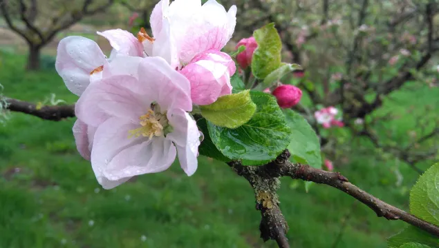 apple blossom
