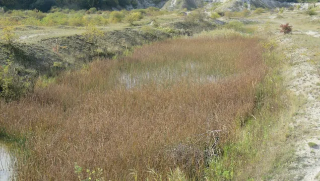 Schoenoplectus lacustris