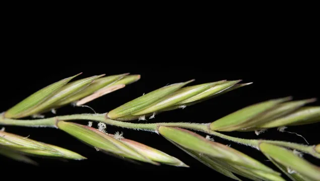 Elymus repens, Couch-grass