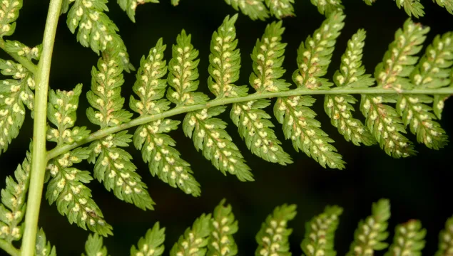 Lady-fern, Athyrium filix-femina