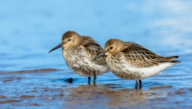  A pair of dunlin roosting on a muddy shore