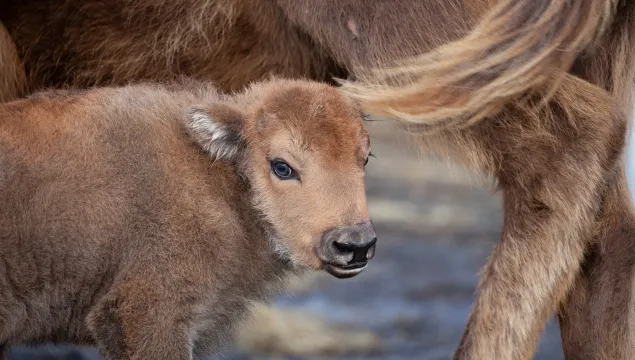 Bison Calf Wilder Blean - Donovan Wright