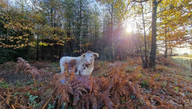 1 longhorn cow facing the camera surrounded by trees and bracken
