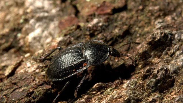 A black snail beetle on a rotten log