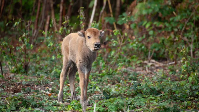 Bison Calf 