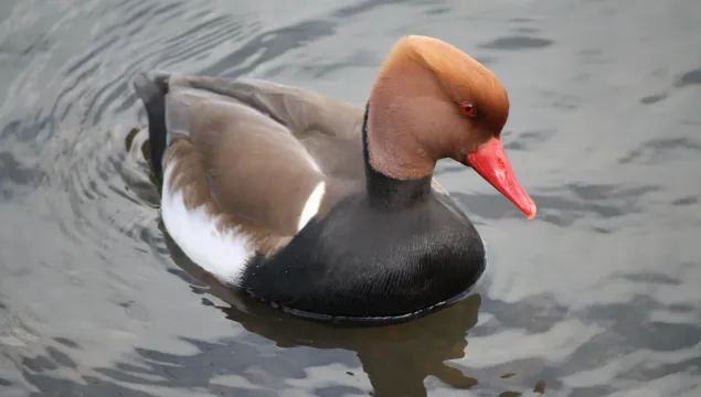 A drake red-crested pochard swimming. It's a striking duck with a black breast, brown back and head, fiery orange crown and bright coral red beak.