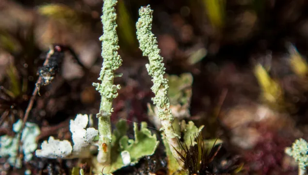 Powderhorn lichen on a woody floor
