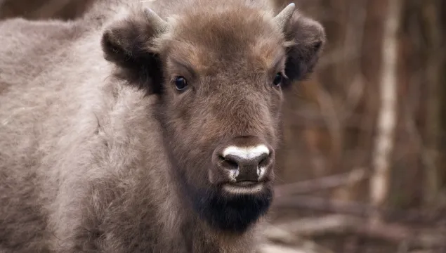 Bison calf ©Donovan Wright