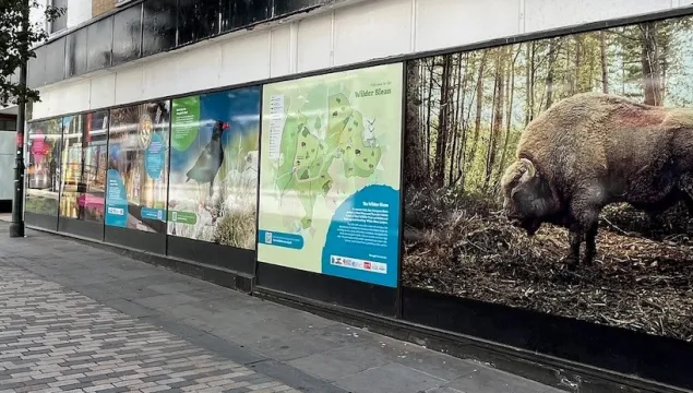 Canterbury bison artwork