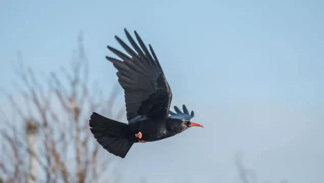 red-billed chough flying in the sky with its wing spread out ©Janet Packham