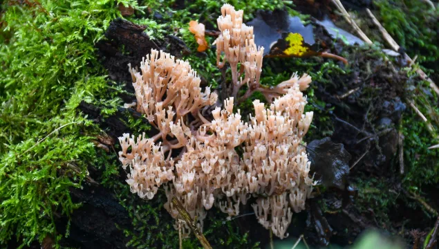 Crown-tipped Coral rare fungus