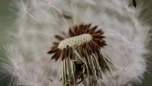 Dandelion Macro_Hannah Austen