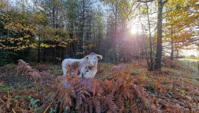 Longhorn cow at Covert Wood