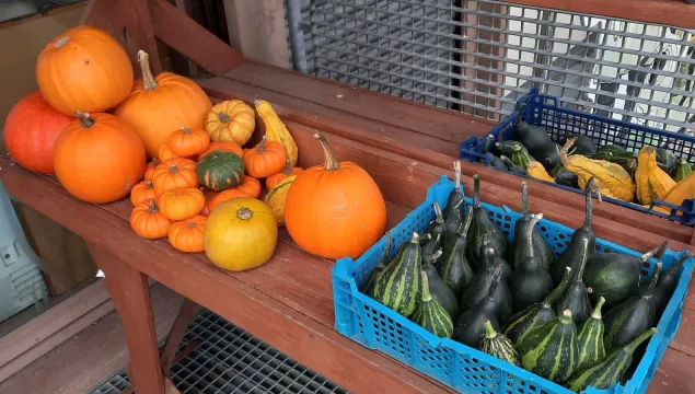 Pumpkins for sale Romney Marsh Centre