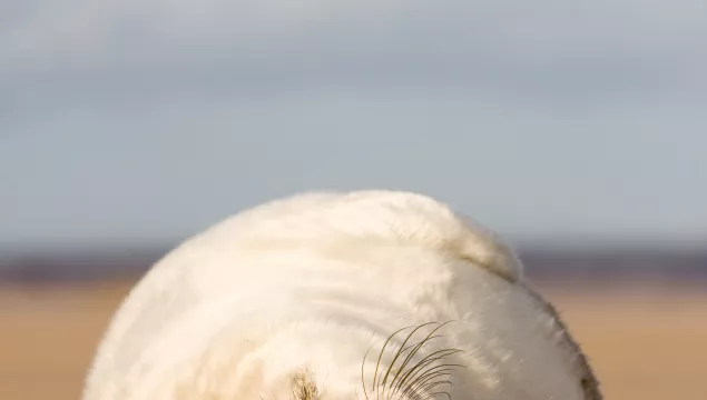 Seal pup asleep on beach ©Tom Marshall