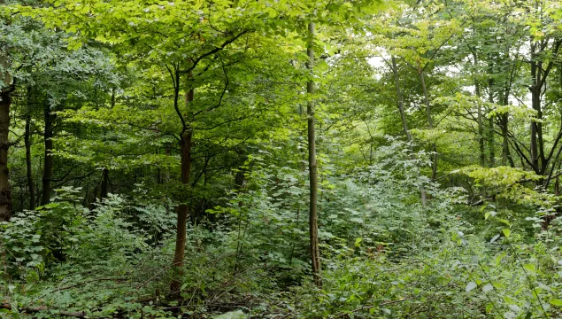 Shorne Wood