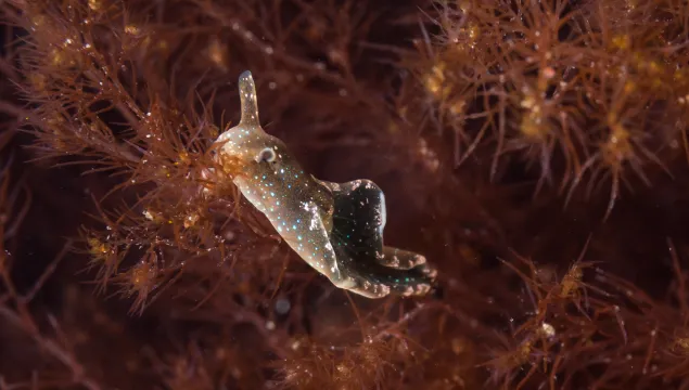 Solar-powered sea slug ©Dan Bolt