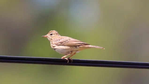 Tree Pipit