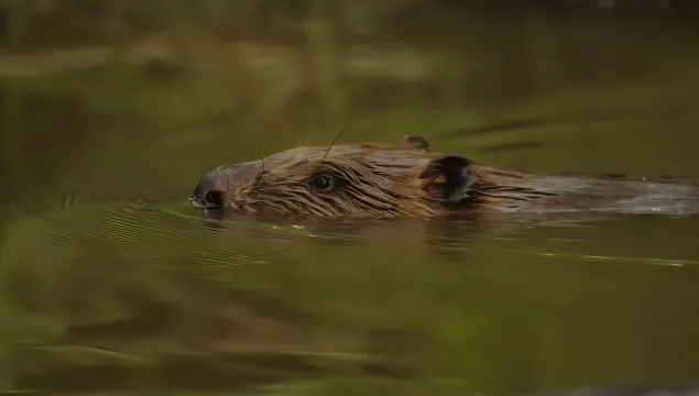 Beaver swimming with its head just above the water © Russell Savory