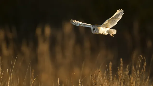 Barn Owl