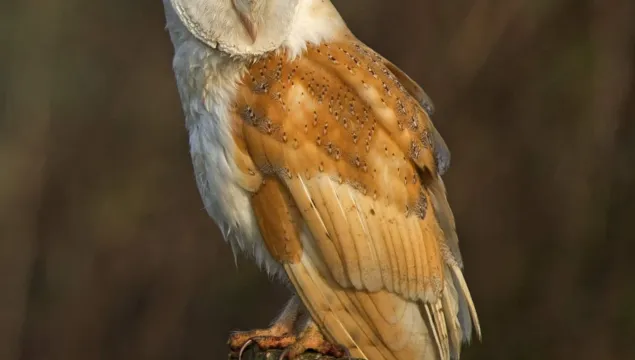 A barn owl sat on a post.