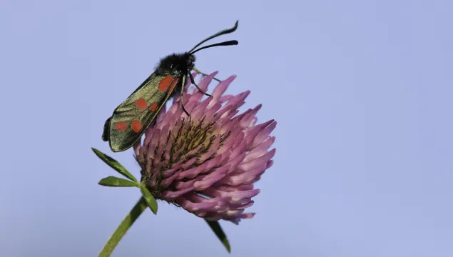 burnet moth