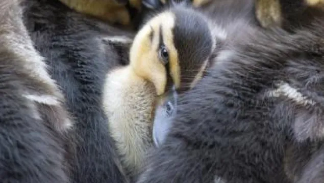 ducklings - Laura Goode