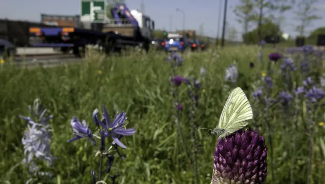 Wild flower planting in urban setting by Paul Hobson