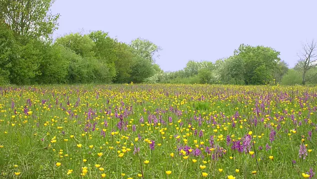 Green winged orchids, Marden Meadows